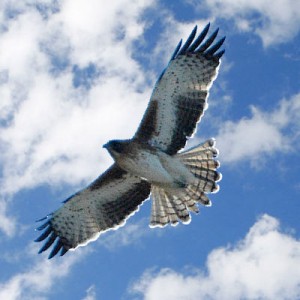 ornithomancie, présage et mancie liée aux oiseaux
